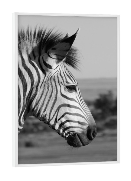 Poster mit weißem Rahmen "Zebra Kopf Portrait seitlich" artboxONE - Natur,Tiere,Schwarzweiß,Reise / Afrika - Zebra,Kopf,Tier,Portrait