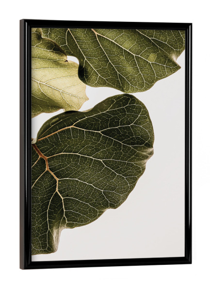 Poster mit schwarzem Rahmen "Abutifolia" artboxONE - Natur - Botanical,Leaf,Photography,Photographic,Nature,Detail