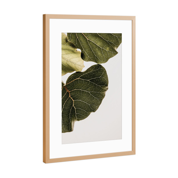 Poster mit Rahmen Kupfer "Abutifolia" artboxONE - Natur - Botanical,Leaf,Photography,Photographic,Nature,Detail