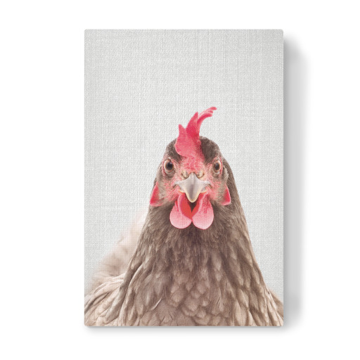 Chicken - Colorful