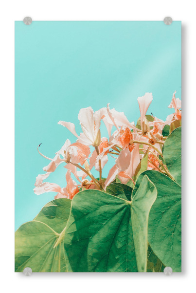 Acrylglasbild "Carlie" artboxONE - Floral