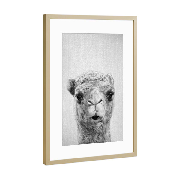 Poster mit Rahmen Gold "Camel - Black & White" artboxONE - Tiere,Schwarzweiß