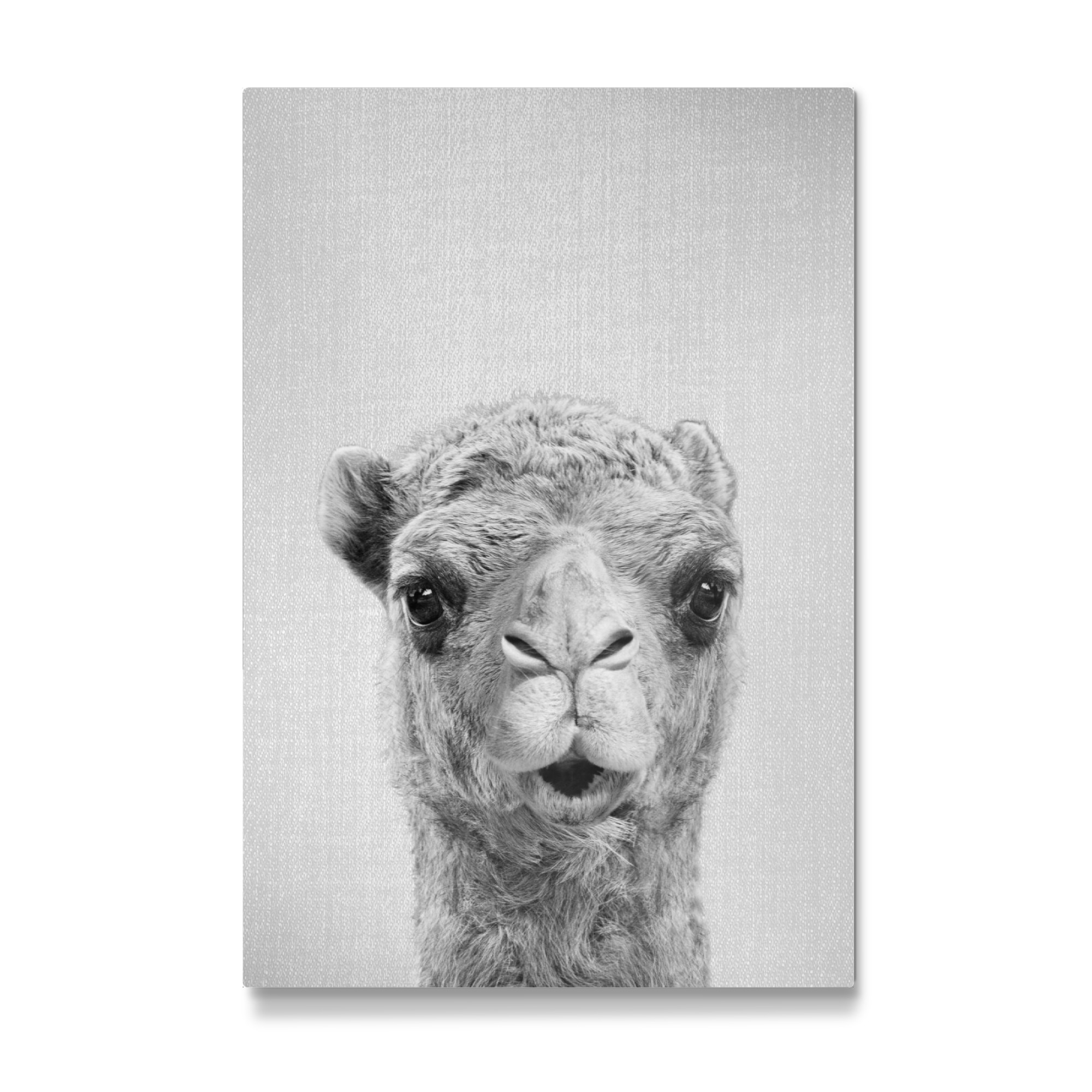 Galerie-Print "Camel - Black & White" 75x50 cm artboxONE