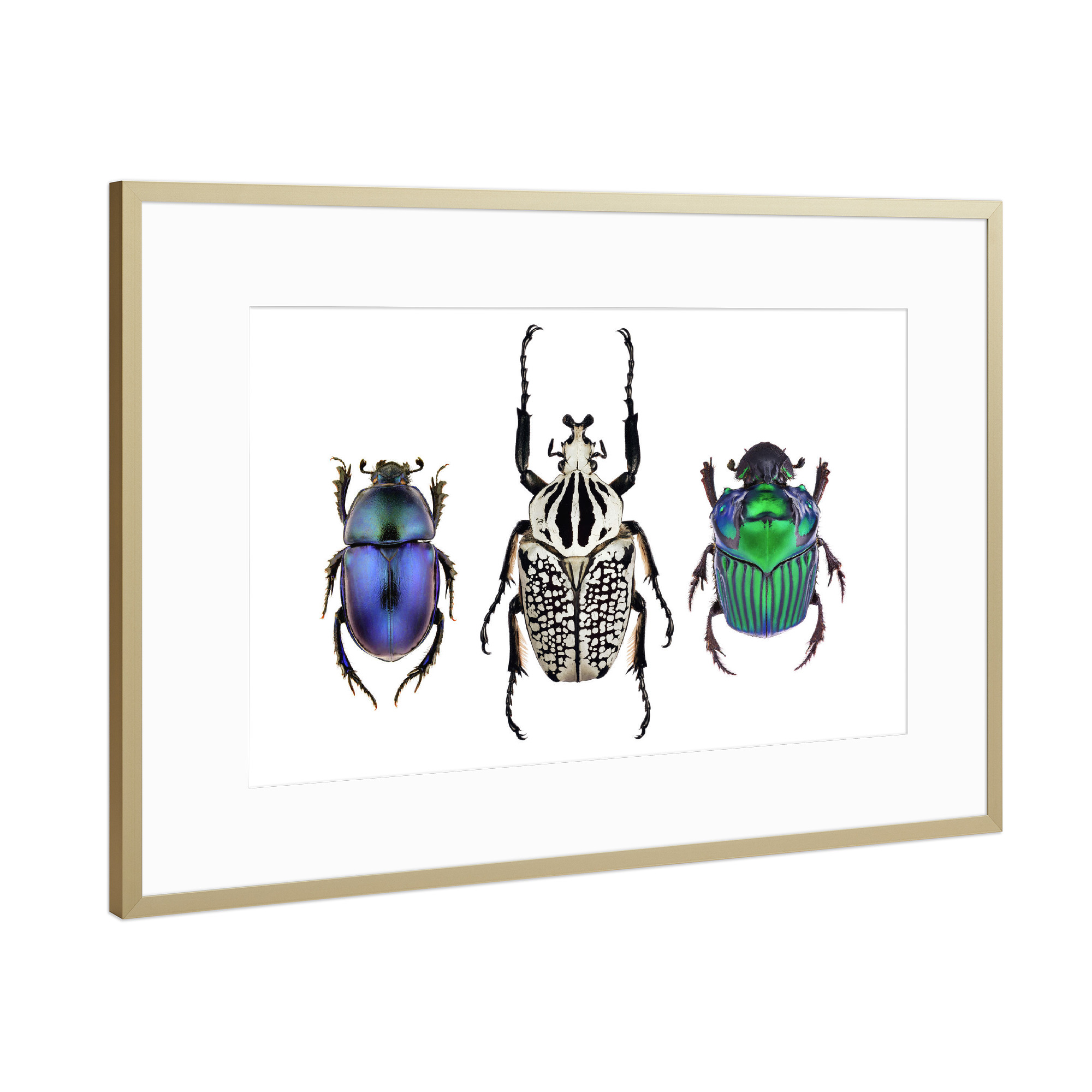 Poster mit Rahmen Gold "Drei tropische Käfer" artboxONE - Tiere,Schwarzweiß - Käfer,Insekt,Natur,Entomologie,Artenschutz,Makrofoto,Rarität,Seltenheit