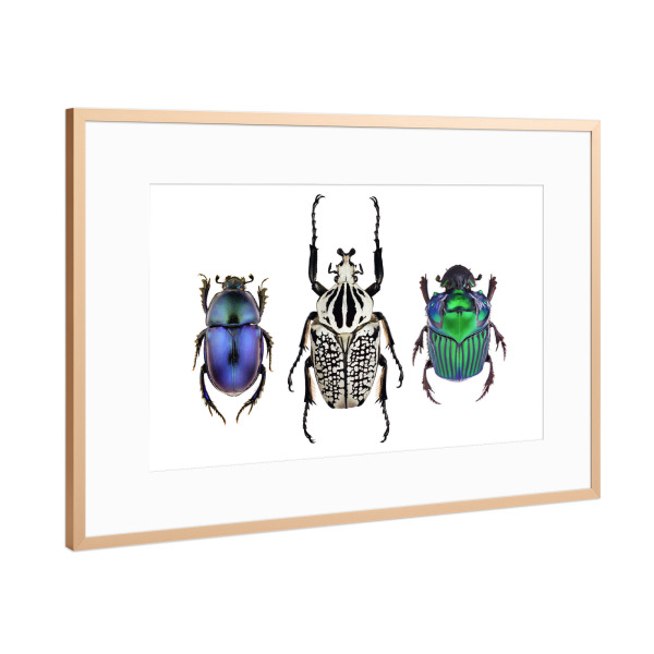 Poster mit Rahmen Kupfer "Drei tropische Käfer" artboxONE - Tiere,Schwarzweiß