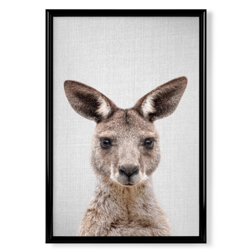Kangaroo - Colorful