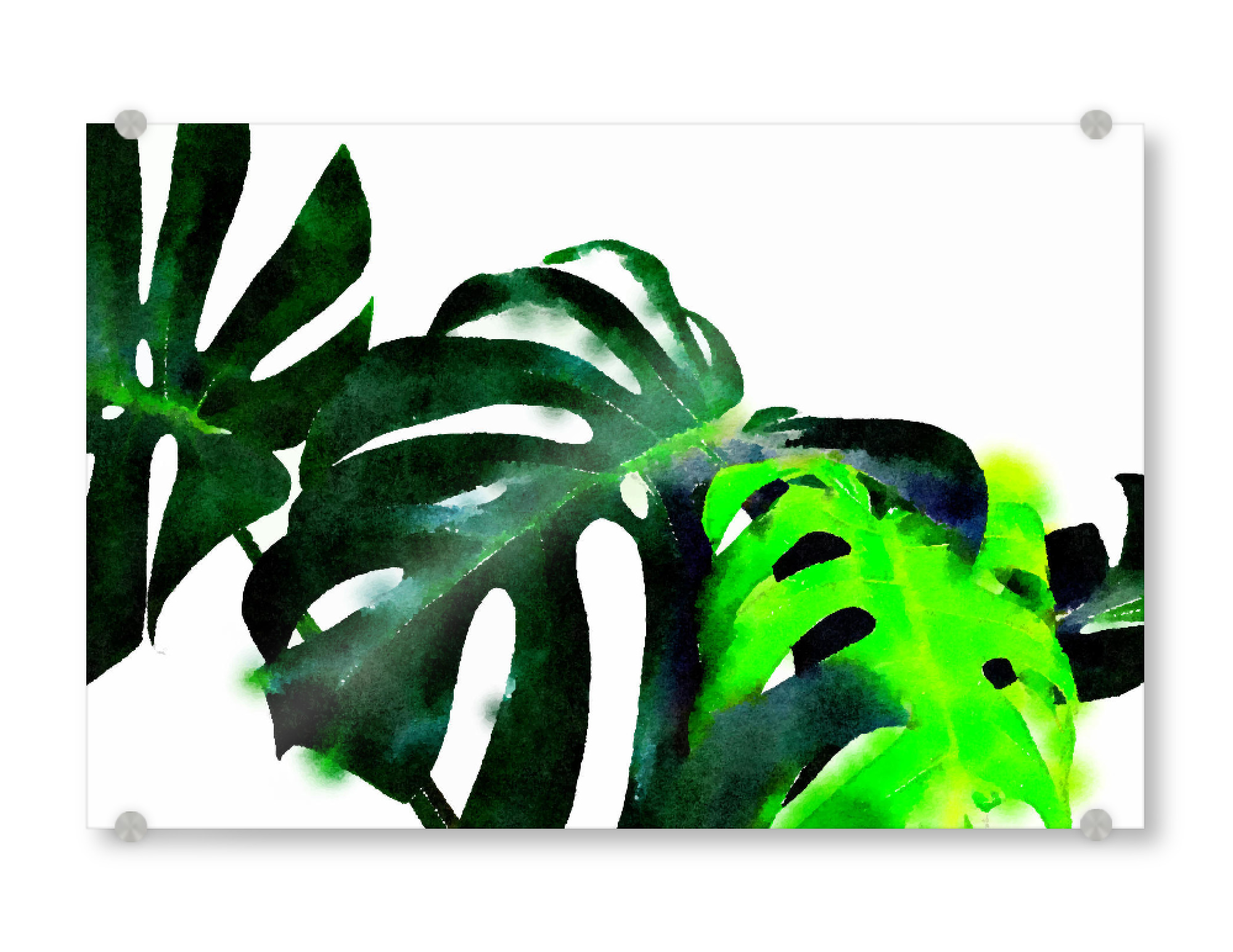 Acrylglasbild "Fresh Leaves" artboxONE - Natur - Watercolor,Tropical,Monstera,Leaf,Leaves,Botanical,Nature,Fresh,Green,Exotic,White