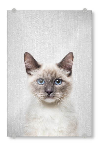 Acrylglasbild "Cat - Colorful" artboxONE - Tiere