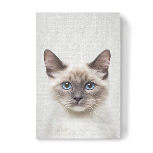 Leinwandbild "Cat - Colorful" artboxONE - Tiere