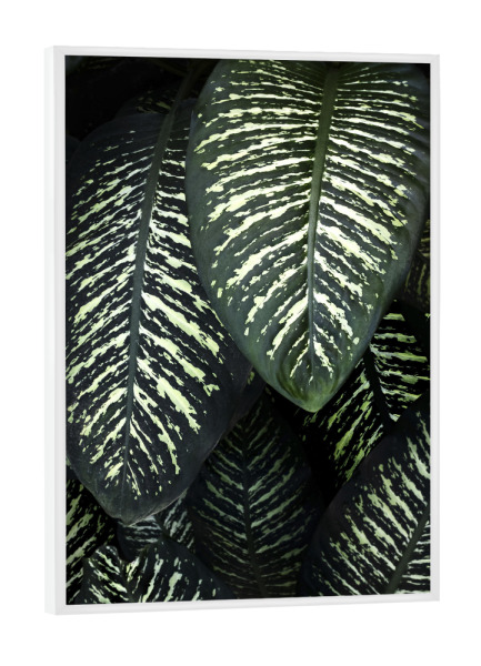 Poster mit weißem Rahmen "Jungle 1 A&K" artboxONE - Natur - Dschungel,Botanik,Botanical,Botanisch,Pflanzen,Blätter,Blatt,Pflanzenposter,Pflanze