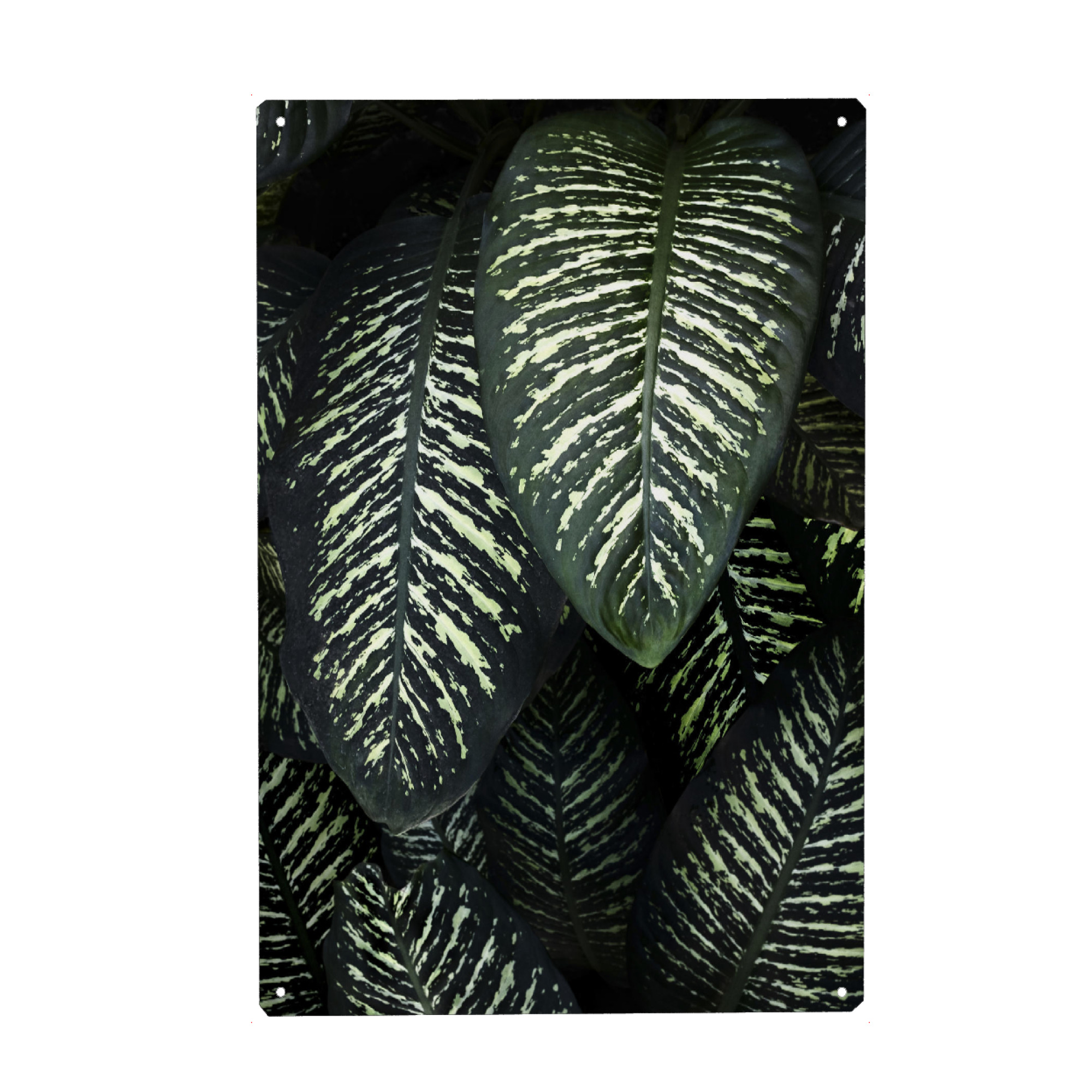 Holzbild "Jungle 1 A&K" artboxONE - Natur - Dschungel,Botanik,Botanical,Botanisch,Pflanzen,Blätter,Blatt,Pflanzenposter,Pflanze
