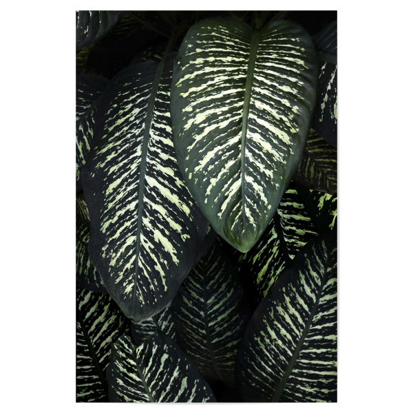 Poster "Jungle 1 A&K" artboxONE - Natur - Dschungel,Botanik,Botanical,Botanisch,Pflanzen,Blätter,Blatt,Pflanzenposter,Pflanze