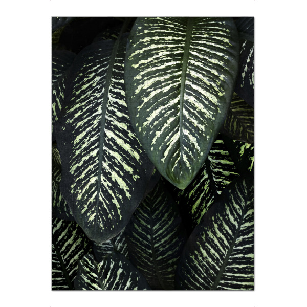 Puzzle Ravensburger "Jungle 1 A&K" artboxONE - Natur - Dschungel,Botanik,Botanical,Botanisch,Pflanzen,Blätter,Blatt,Pflanzenposter,Pflanze