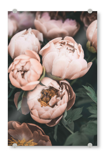 Acrylglasbild "Vintage Peonies" artboxONE - Floral - Peonies,Flowers,Coral,Peach,Botanical,Floral,Garden,Photography