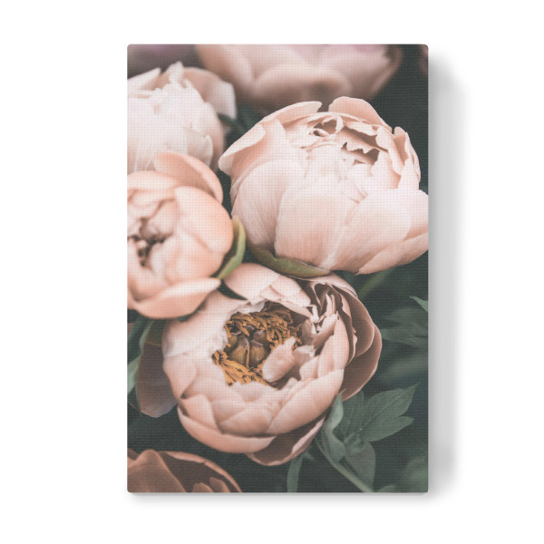 Leinwandbild "Vintage Peonies" artboxONE - Floral - Peonies,Flowers,Coral,Peach,Botanical,Floral,Garden,Photography