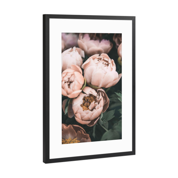 Poster mit Rahmen Schwarz (Metallic) "Vintage Peonies" artboxONE - Floral - Peonies,Flowers,Coral,Peach,Botanical,Floral,Garden,Photography