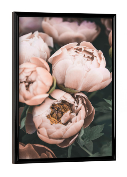 Poster mit schwarzem Rahmen "Vintage Peonies" artboxONE - Floral - Peonies,Flowers,Coral,Peach,Botanical,Floral,Garden,Photography