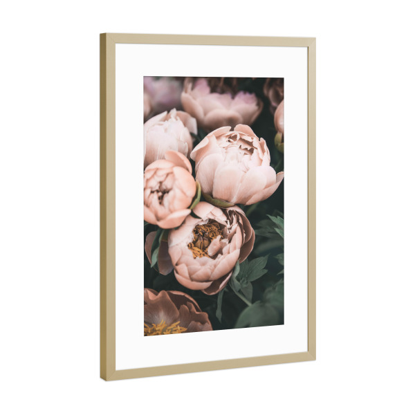 Poster mit Rahmen Gold "Vintage Peonies" artboxONE - Floral - Peonies,Flowers,Coral,Peach,Botanical,Floral,Garden,Photography