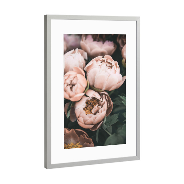 Poster mit Rahmen Silber "Vintage Peonies" artboxONE - Floral - Peonies,Flowers,Coral,Peach,Botanical,Floral,Garden,Photography