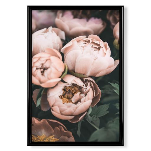 Vintage Peonies