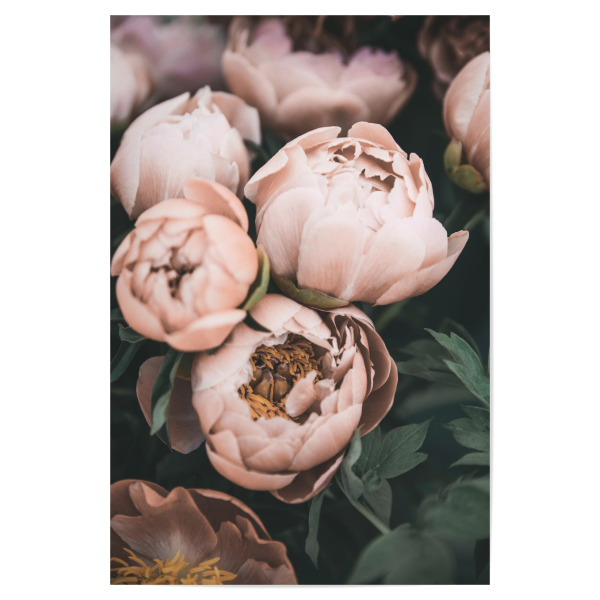 Poster 30x20 cm "Vintage Peonies" artboxONE - Floral - Peonies,Flowers,Coral,Peach,Botanical,Floral,Garden,Photography