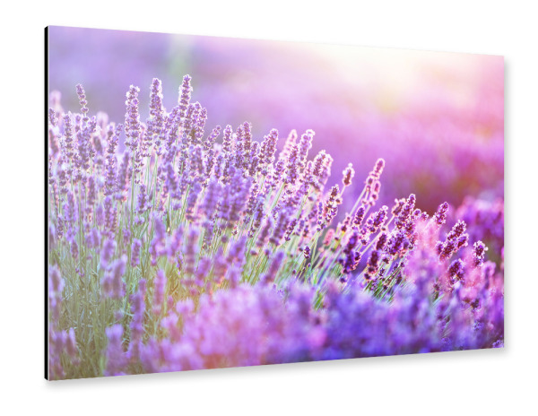 Alu-Dibond "Lavender flower field at sunset" 30x20 cm artboxONE