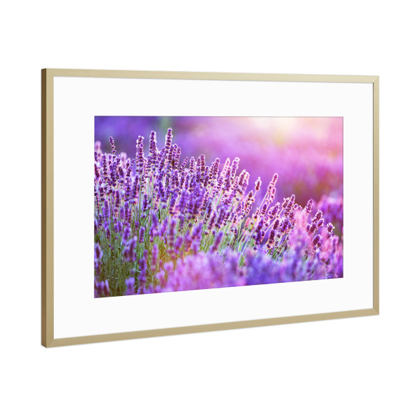 Poster mit Rahmen Gold "Lavender flower field at sunset" artboxONE - Natur