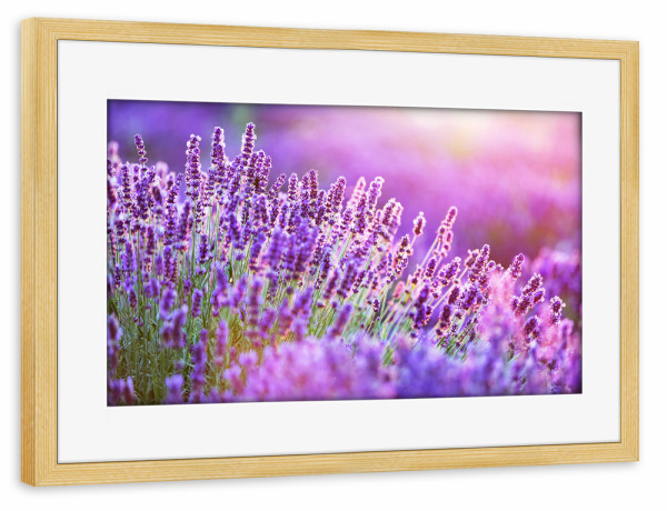 Poster mit Rahmen kiefer "Lavender flower field at sunset" artboxONE - Natur