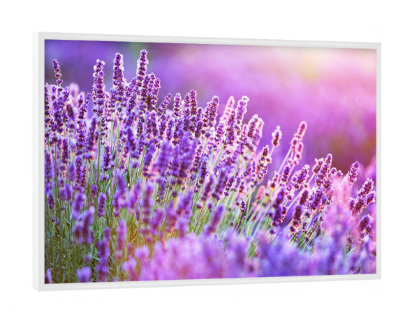 Poster mit weißem Rahmen "Lavender flower field at sunset" artboxONE - Natur