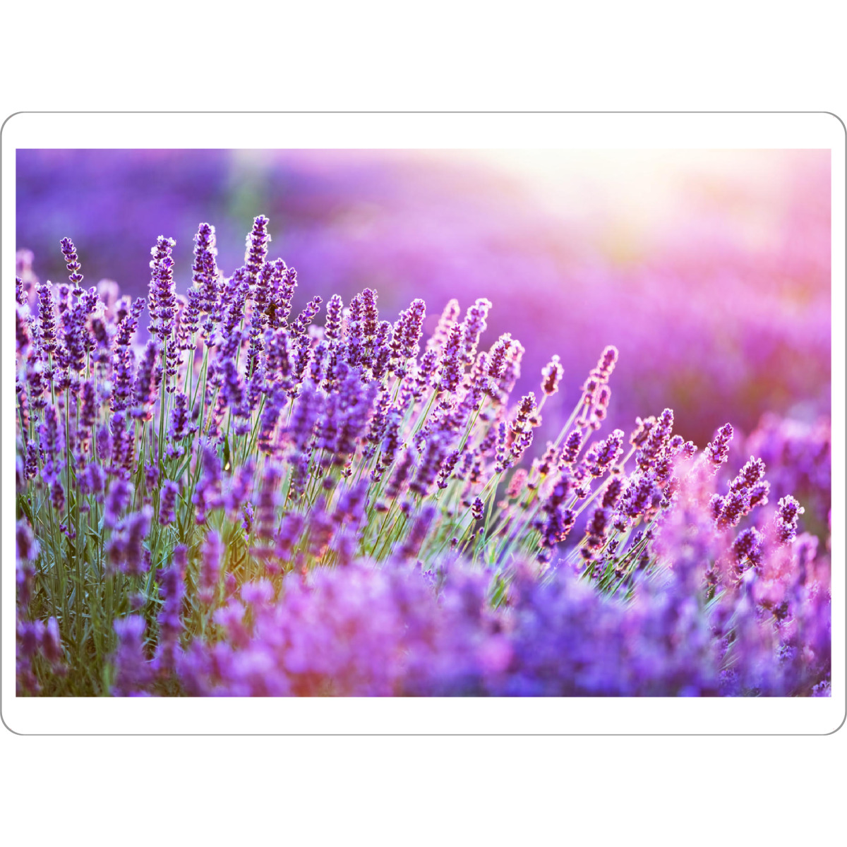 Tischset "Lavender flower field at sunset" artboxONE - Natur