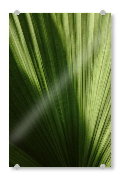 Acrylglasbild "Palmenblatt A&K" artboxONE - Natur,Floral
