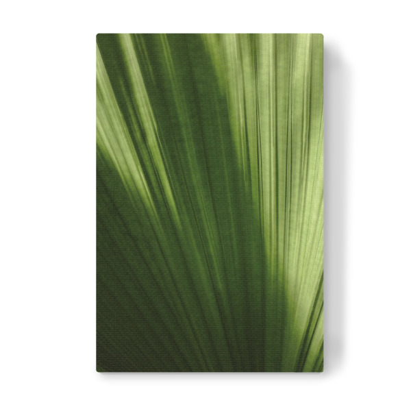 Leinwandbild "Palmenblatt A&K" artboxONE - Natur,Floral