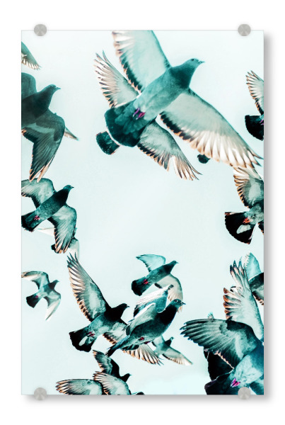 Acrylglasbild "Rise Birds" artboxONE - Tiere