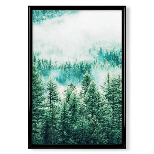 Forest and Fog Forest and Fog