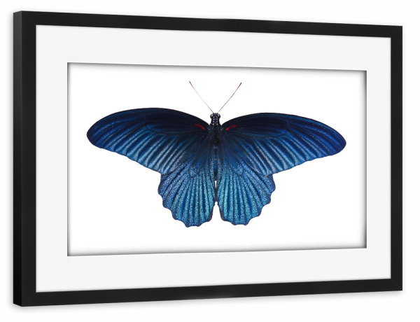 Poster mit Rahmen schwarz "Schmetterling blau" artboxONE - Tiere