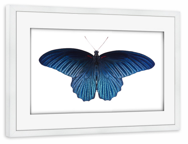 Poster mit Rahmen weiß "Schmetterling blau" artboxONE - Tiere