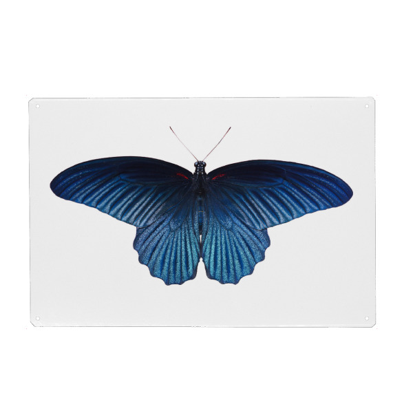 Metall Poster "Schmetterling blau" artboxONE - Tiere - Schmetterling,Insekt,Makro,Wald,Wiese,Garten,Entomologie,Artenschutz,Wildlife art print