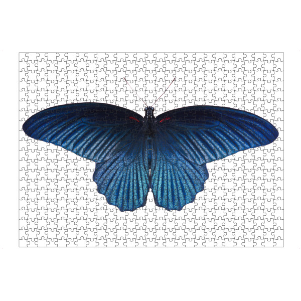 artboxONE Puzzle "Schmetterling blau" artboxONE - Tiere - Schmetterling,Insekt,Makro,Wald,Wiese,Garten,Entomologie,Artenschutz,Wildlife art print
