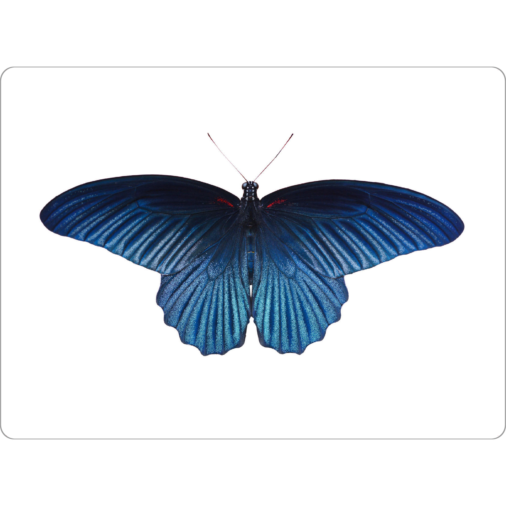 Tischset "Schmetterling blau" artboxONE - Tiere - Schmetterling,Insekt,Makro,Wald,Wiese,Garten,Entomologie,Artenschutz,Wildlife art print