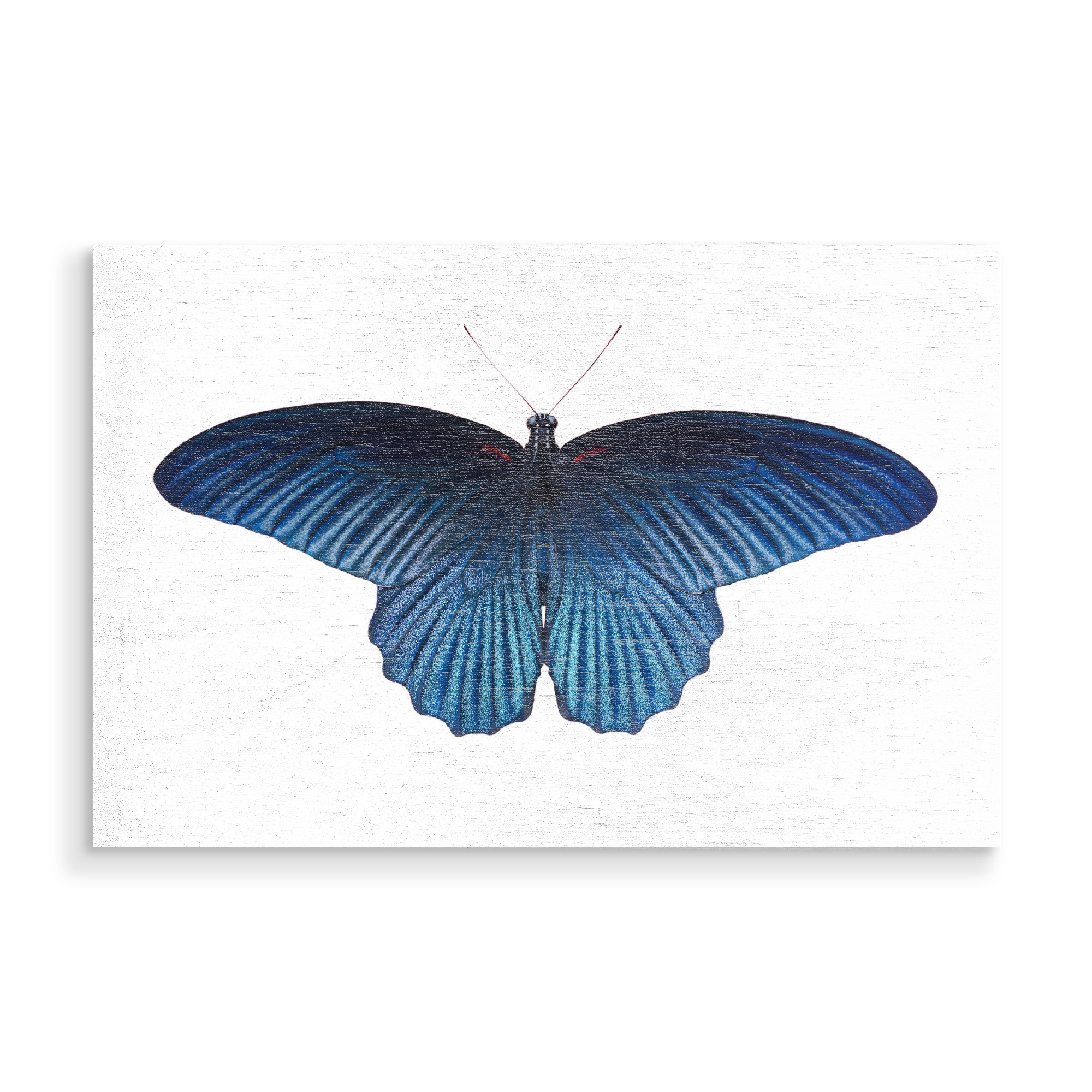 Holzbild "Schmetterling blau" artboxONE - Tiere - Schmetterling,Insekt,Makro,Wald,Wiese,Garten,Entomologie,Artenschutz,Wildlife art print