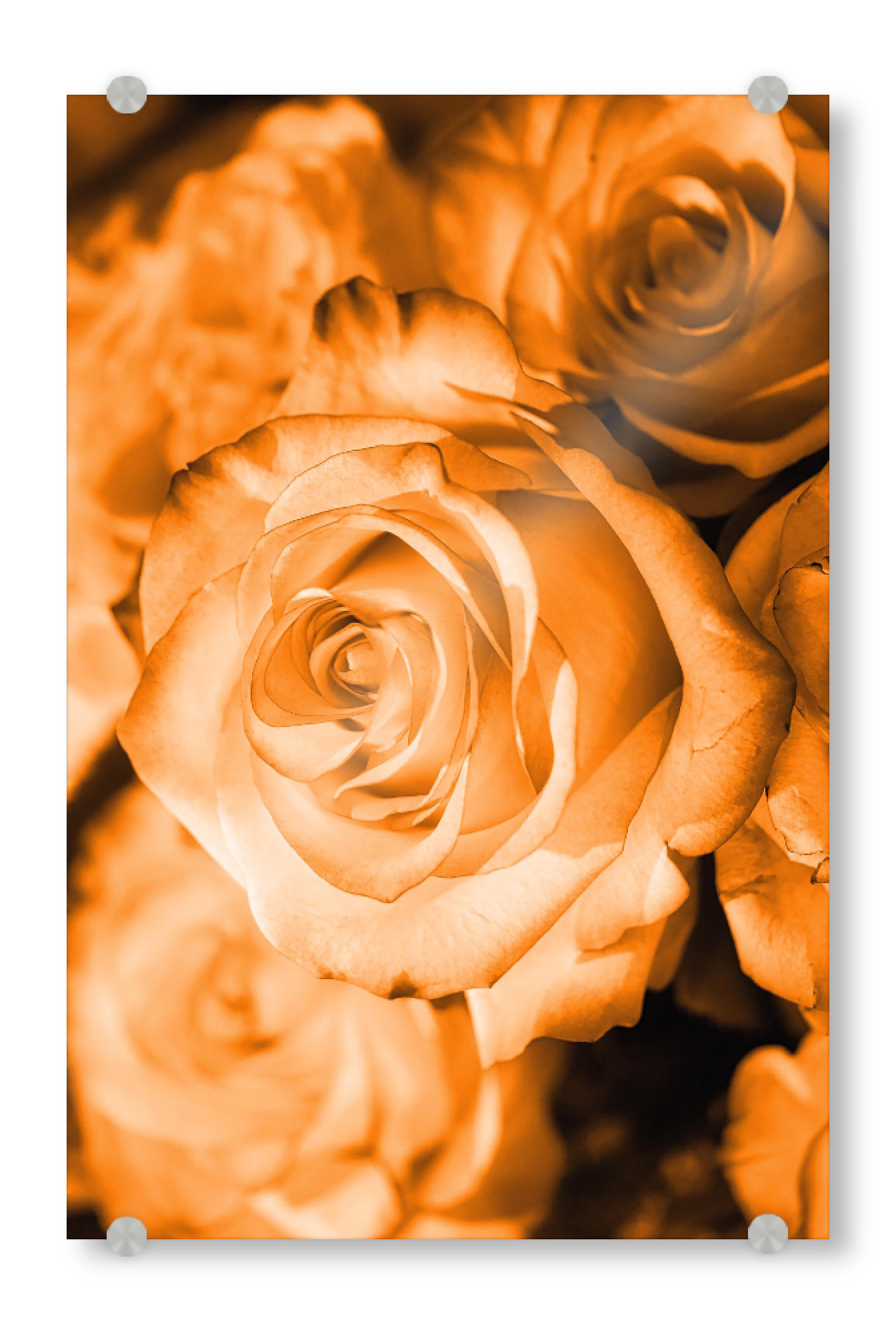 Acrylglasbild "Rose orange weiß" artboxONE - Natur,Floral - Rose,Pflanze,Dekor,Dekorativ