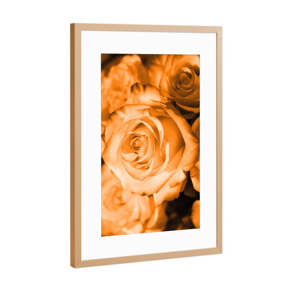 Poster mit Rahmen Kupfer "Rose orange weiß" artboxONE - Natur,Floral - Rose,Pflanze,Dekor,Dekorativ