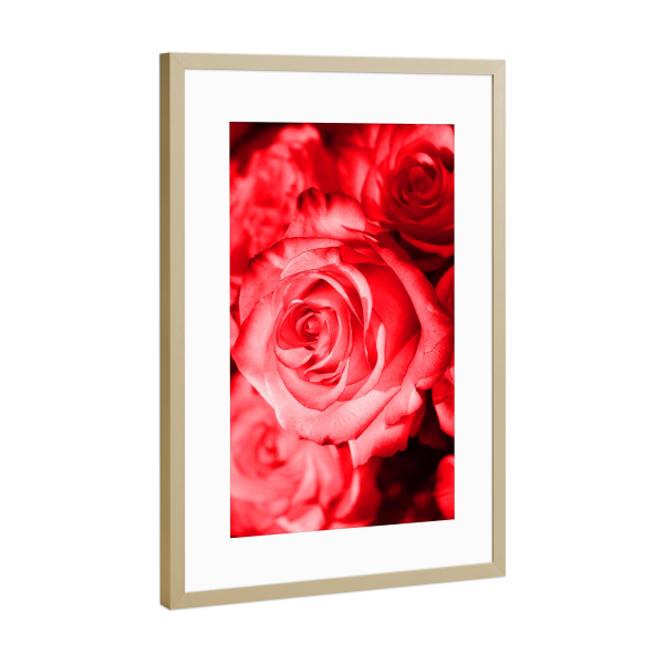 Poster mit Rahmen Gold "Rose rot schwarz" artboxONE - Floral - Rose,Dekor,Pflanze,Rot