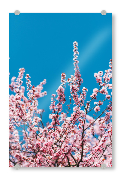 Acrylglasbild "Cherry Dream" artboxONE - Floral - Japan kirsch,Kirschblüte,Frühling,Knospe,Kirschbaum