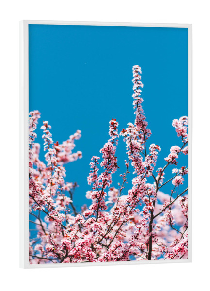 Poster mit weißem Rahmen "Cherry Dream" artboxONE - Floral - Japan kirsch,Kirschblüte,Frühling,Knospe,Kirschbaum