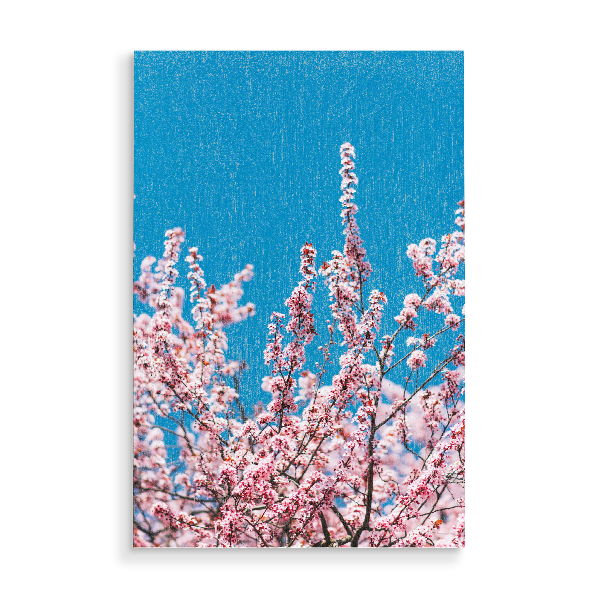 Holzbild "Cherry Dream" artboxONE - Floral - Japan kirsch,Kirschblüte,Frühling,Knospe,Kirschbaum