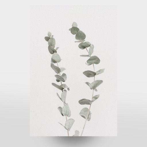 Minimal Eucalyptus Minimal Eucalyptus