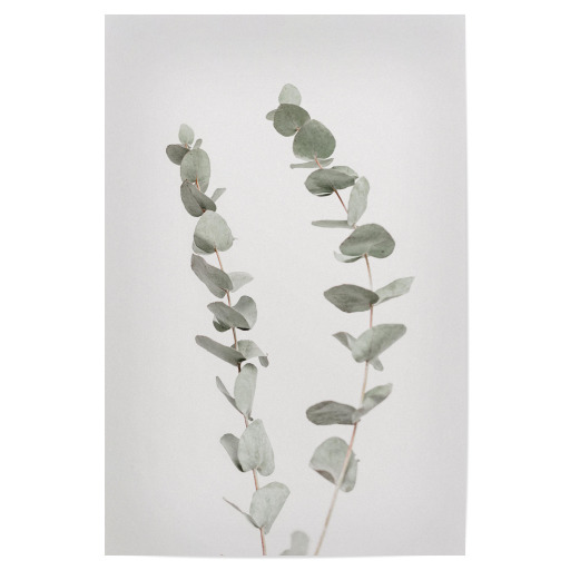 Minimal Eucalyptus