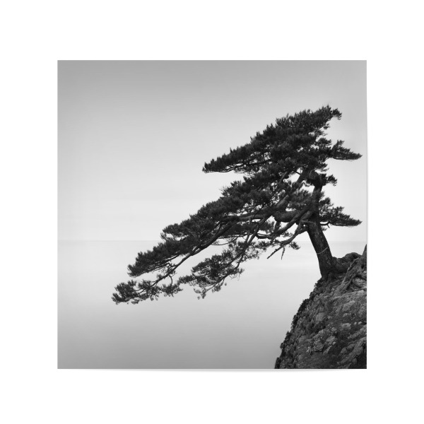 Poster 20x20 cm "Uradome Tree | Japan" artboxONE - Natur,Reise,Städte / Tokio - Japan,Baum,Bonsai,Asien,Meer