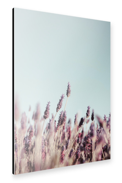 Alu-Dibond "Lavender Field" 30x20 cm artboxONE